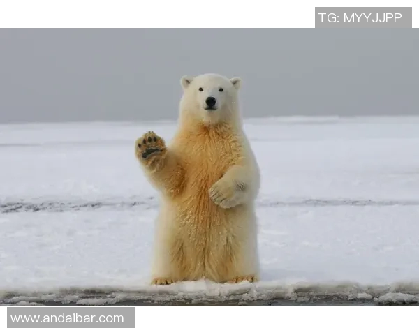 灰熊栖息地的生态变迁与保护现状探析:挑战与机遇并存